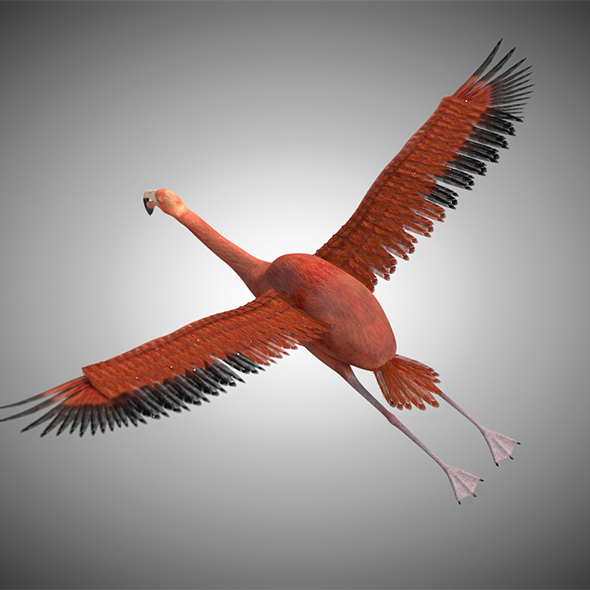 Flamingo Bird 3D - 3Docean 34028290