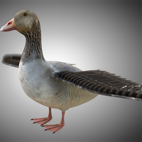 Goose bird 3d - 3Docean 34028305