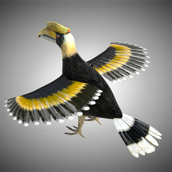 Hornbill bird 3d - 3Docean 34028323