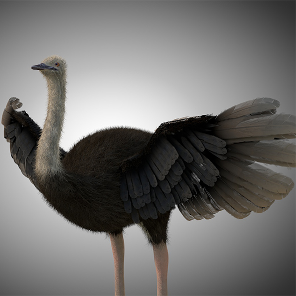 Ostrich bird 3d - 3Docean 34030186