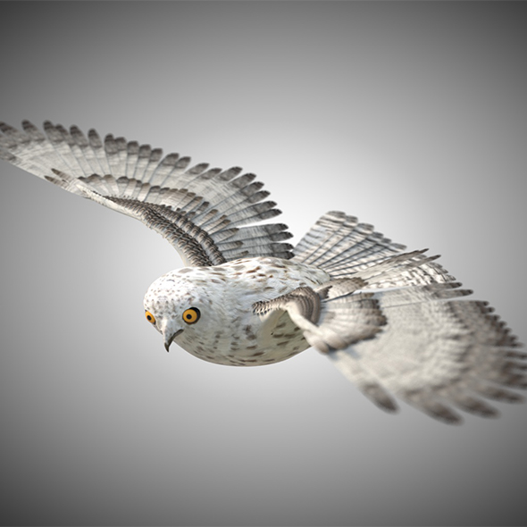 Owl bird 3d - 3Docean 34030198
