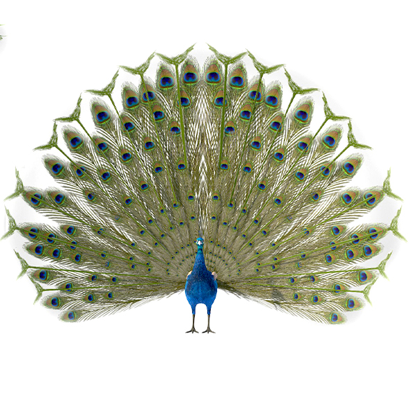 Peacock bird 3d - 3Docean 34030219
