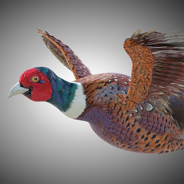 Pheasant bird 3d - 3Docean 34030242
