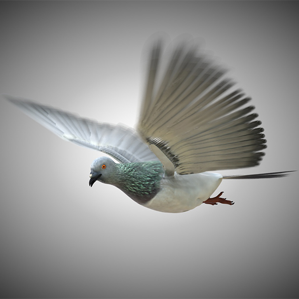 Pigeon bird 3d - 3Docean 34030257
