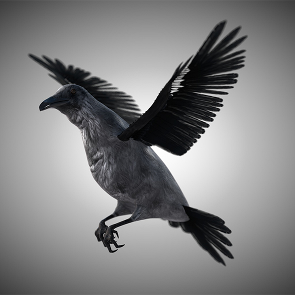 Raven bird 3d - 3Docean 34030270