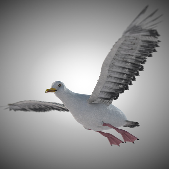 Seagull bird 3d - 3Docean 34030296