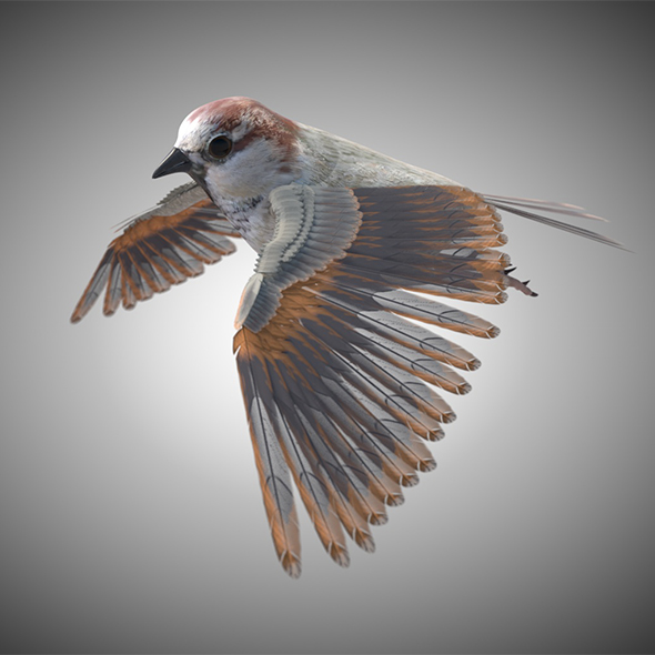 Sparrow bird 3d - 3Docean 34030307