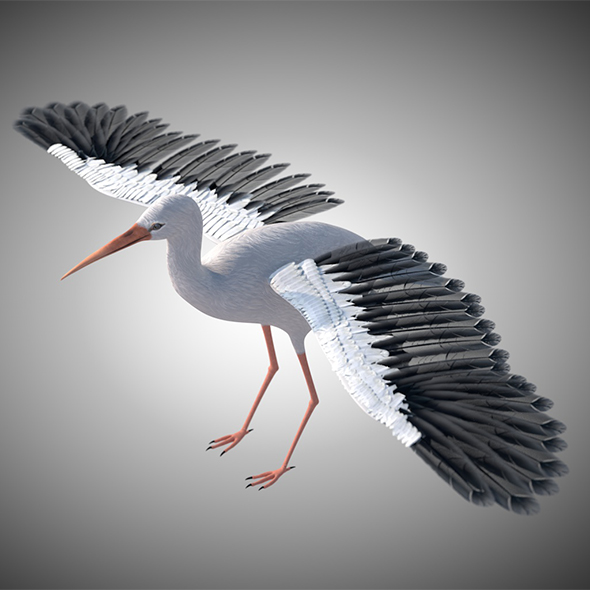 Stork bird 3d - 3Docean 34030315
