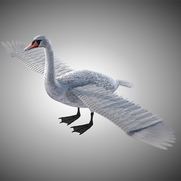 Swan bird 3d - 3Docean 34030322