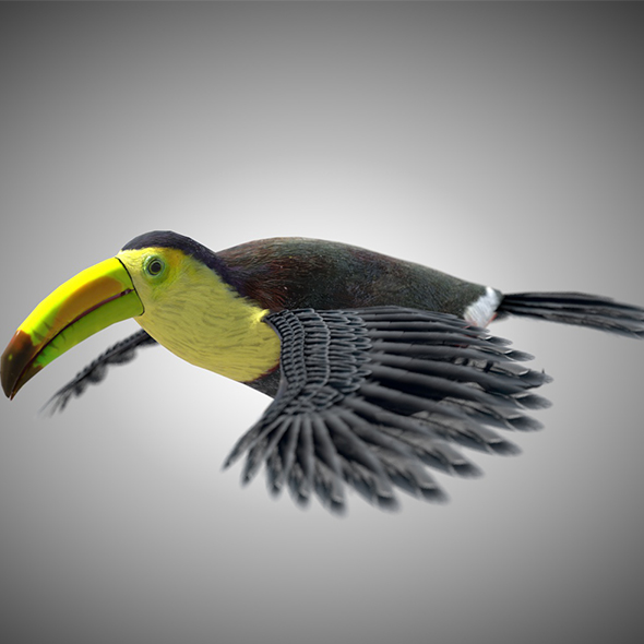 Toucan bird 3d - 3Docean 34030333
