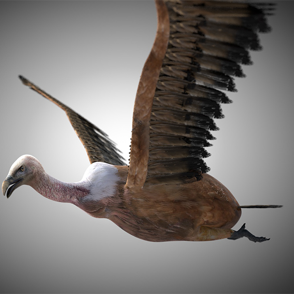 Vulture bird 3d - 3Docean 34030341