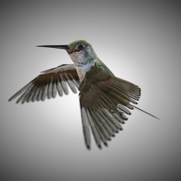 Humming bird 3d - 3Docean 34030363