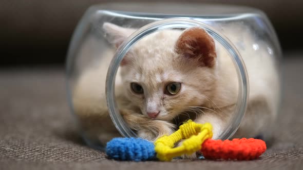 A small pastel-colored kitten crawls into a small glass aquarium and falls asleep.
