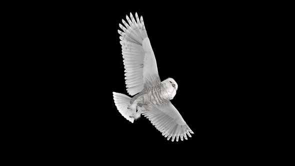 Arctic Owl - Flying Loop - Down Angle