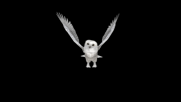 Arctic Owl - Flying Loop - Front View