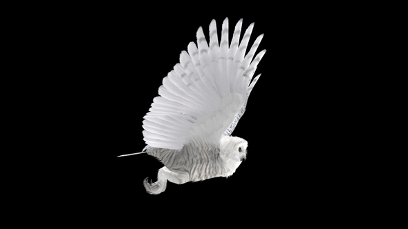 Arctic Owl - Flying Loop - Side View