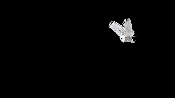 Arctic Owl - Flying Around - Sole Loop