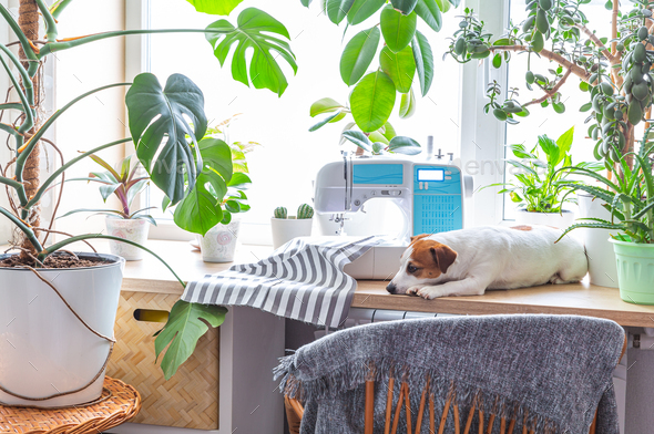 The dog lies on a windowsill next to houseplants and sewing machine.