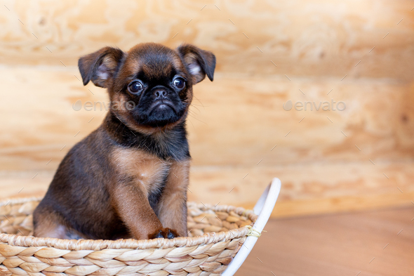 Portrait of brown cute Brussels griffon puppy sitting in a wicker basket.  Stock Photo by duryaginanatalia