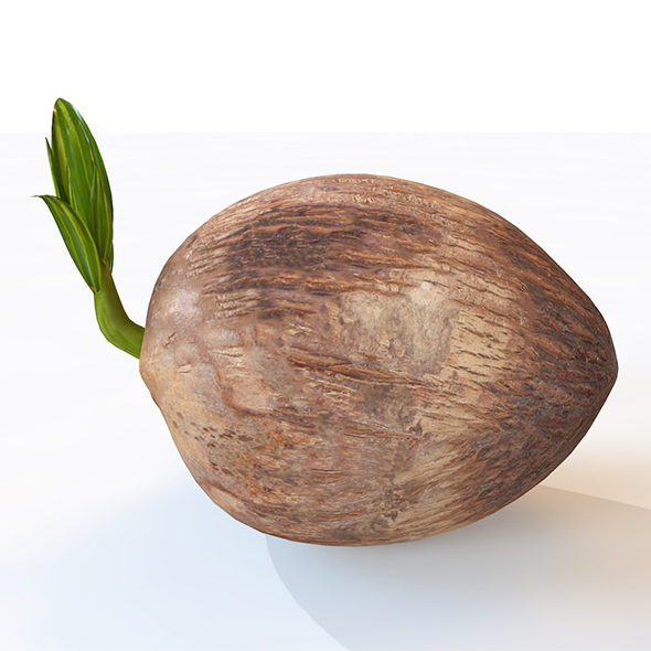 coconut sprout 3d - 3Docean 34040702