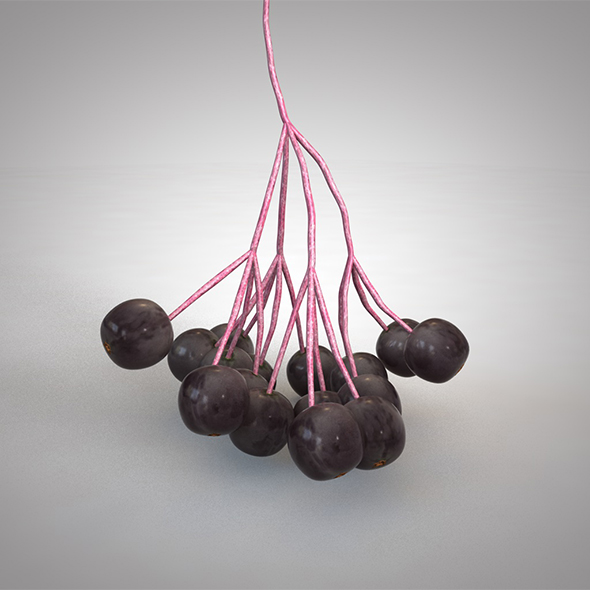 Elderberry 3d model - 3Docean 34041605