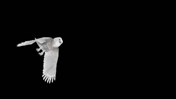Arctic Owl - Flying Transition - I - Center Wave