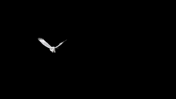 Arctic Owl - Flying Transition - II - Side Turn