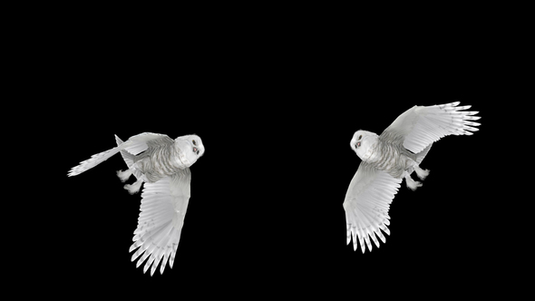 Arctic Owl - Flying Transition - V - Pair Cross
