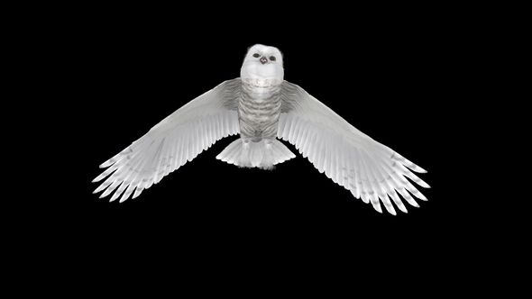 Arctic Owl - Flying Transition - III - Center Turn