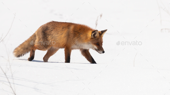 Bushy Red Fox