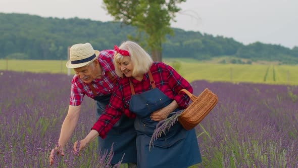 Senior Man Woman Grandfather Grandmother Farmers Gathering Lavender Flowers on Summer Field Garden alt