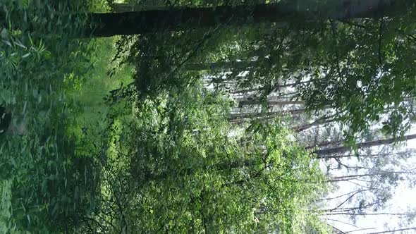 Vertical Video of Forest Landscape in Summer Slow Motion alt