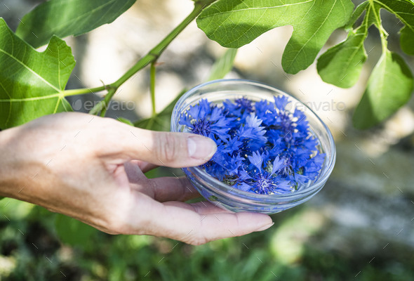 plant tincture outdoor - Stock Photo - Images