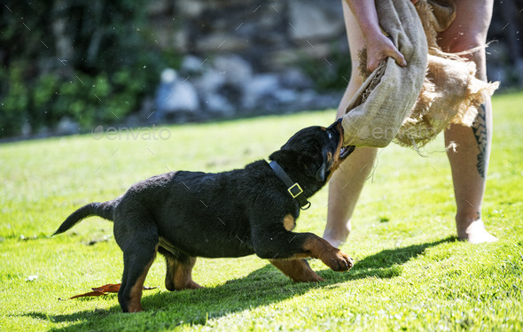 training of puppy rottweiler - Stock Photo - Images