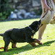 training of puppy rottweiler - PhotoDune Item for Sale