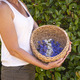 flowers in basket - PhotoDune Item for Sale