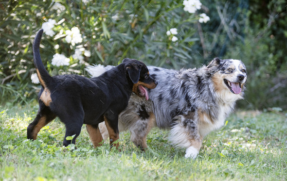 puppy rottweiler and australian shepherd - Stock Photo - Images