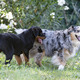 puppy rottweiler and australian shepherd - PhotoDune Item for Sale