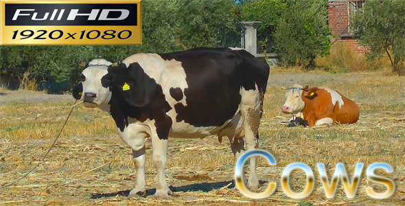 Cows HD alt