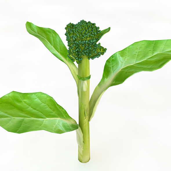 Broccoli Rabe 3d - 3Docean 34063104