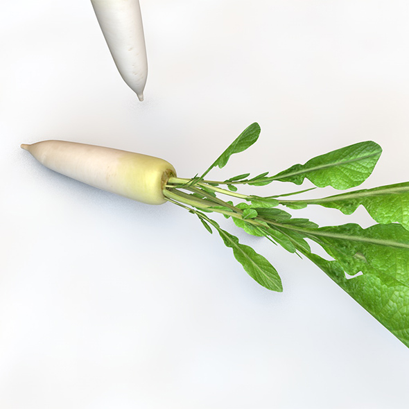 Daikon Radish 3d - 3Docean 34064742