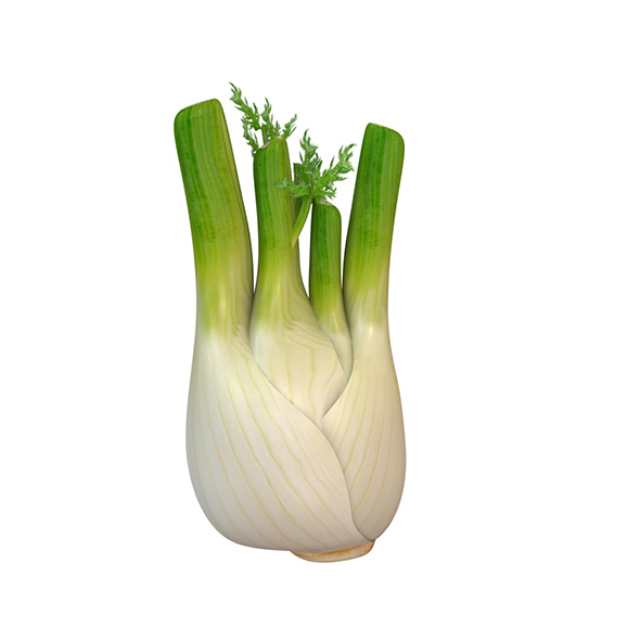 Fennel 3d model - 3Docean 34066260