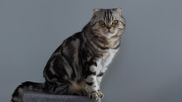 Сute Scottish fold and Scottish straight cat sitting on the scratching post.