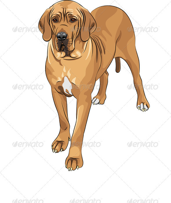 Domestic dog fawn Great Dane breed - Animals Characters