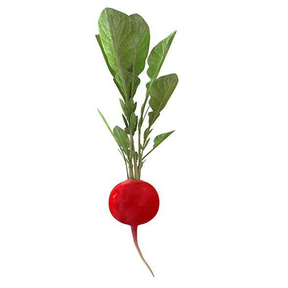 Radish Red 3d - 3Docean 34080578