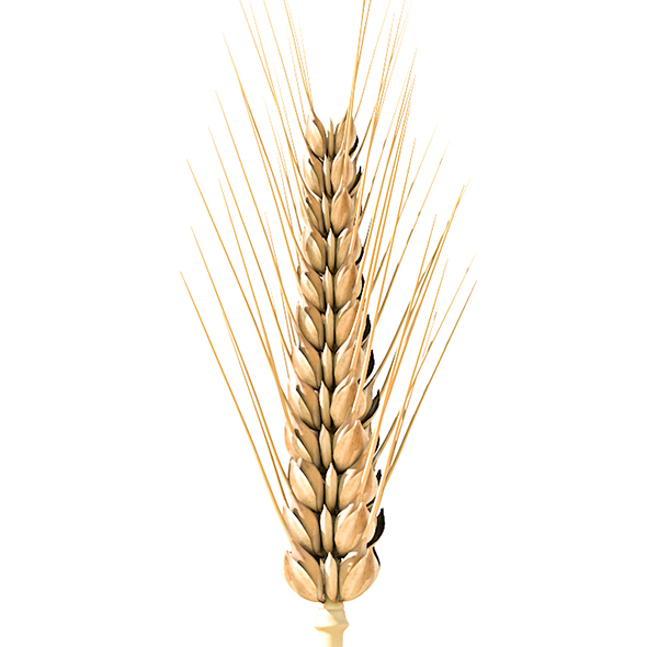 Wheat 3d model - 3Docean 34082482