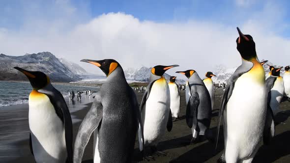 King Penguins on the Beach in South Georgia