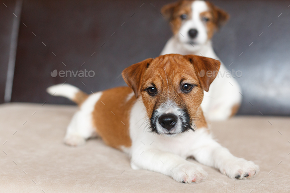 Two cute Jack Russell Terrier puppies.  Love for pets, dog day. - Stock Photo - Images