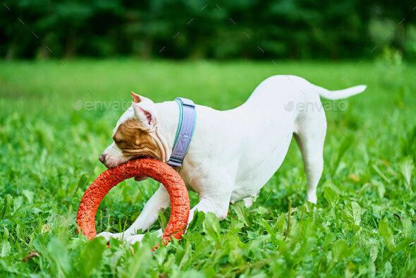 are american pitbull terriers very playful dogs