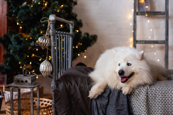 White, fluffy dog Samoyed lies on a gray wrought-iron bed by the New Year tree. Christmas holidays